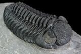 Detailed Austerops Trilobite - Nice Eye Facets #108483-3